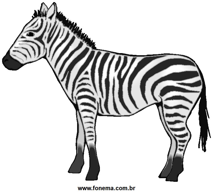 Zebra